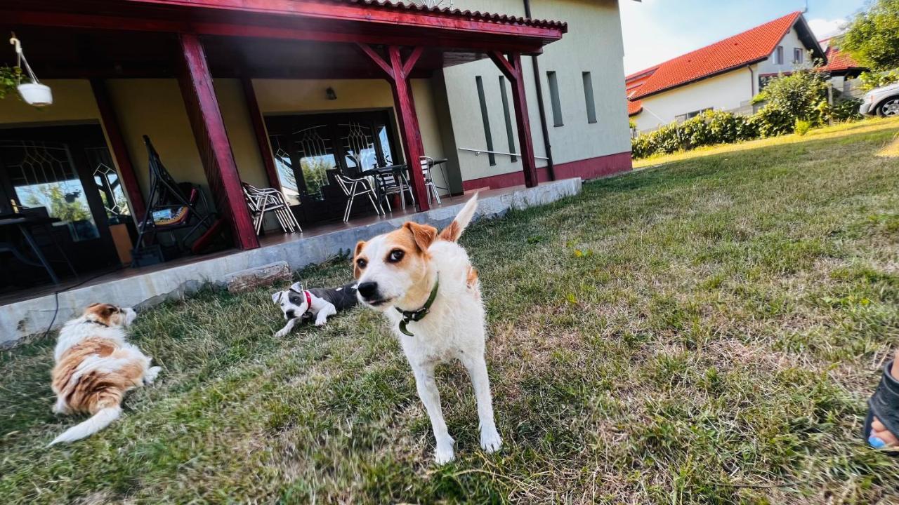 Villa Casa Vio Timişoara Exterior foto